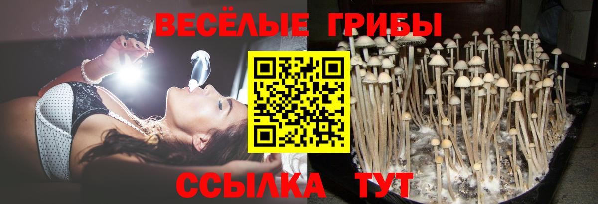 Галлюциногенные грибы Psilocybe  Вход с VPN  Богородск 